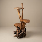 WS 13-2 - Teak Root Stand